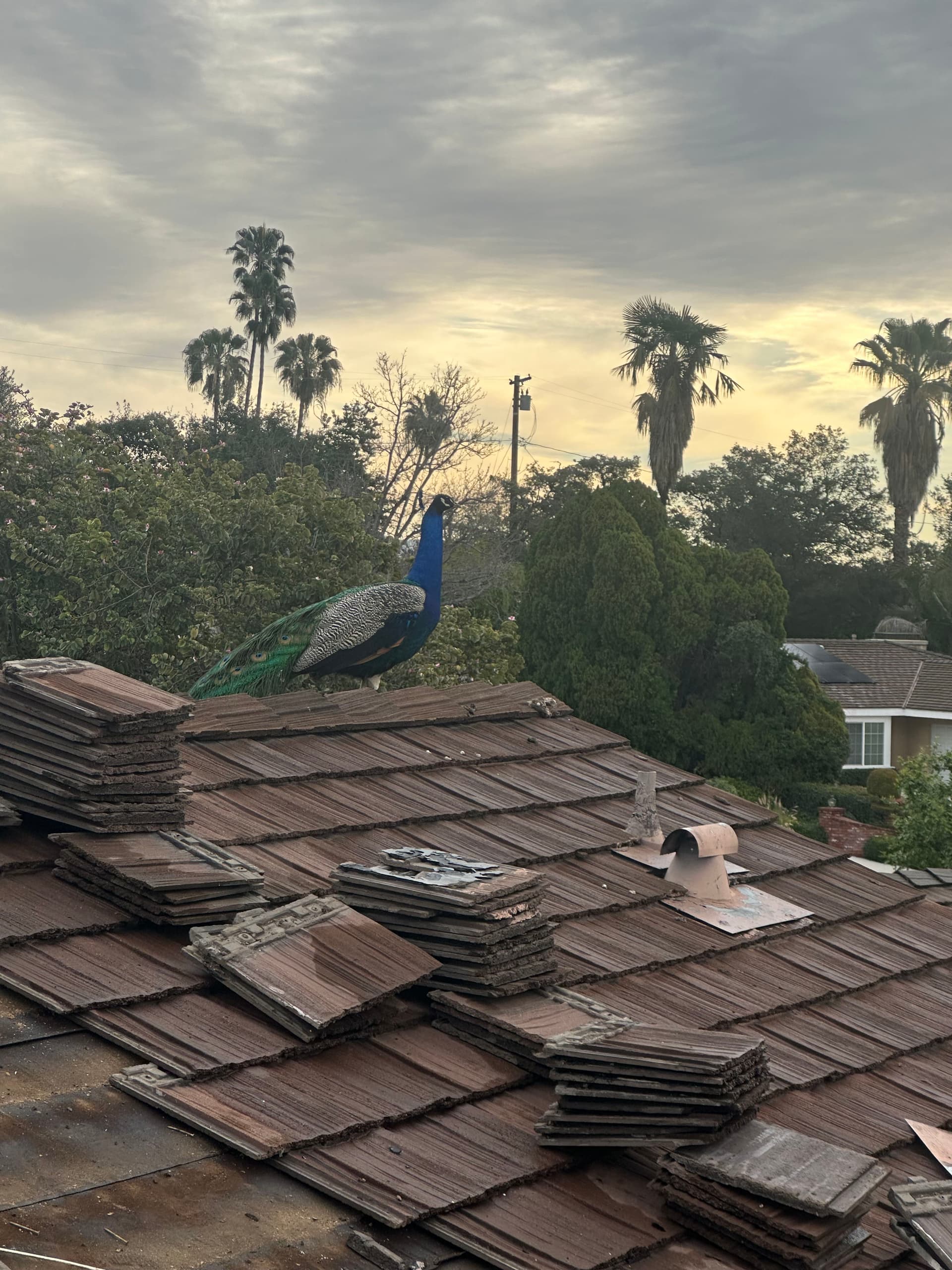 An Unexpected Visitor During Our Roof Repair in Arcadia image
